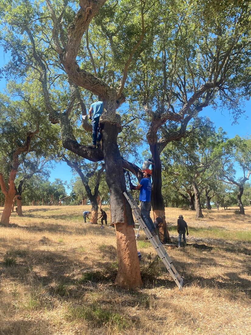 Cork harvest